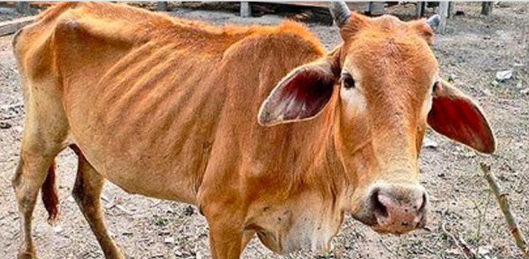 Screenshot_20220327-142708_Chrome