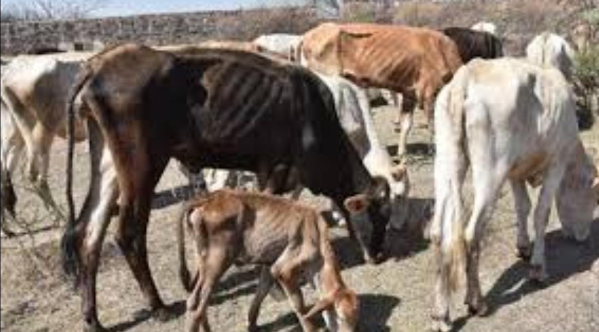 Screenshot_20220327-142741_Chrome